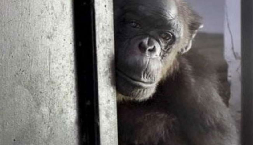 Oldest Chimpanzee Rita
