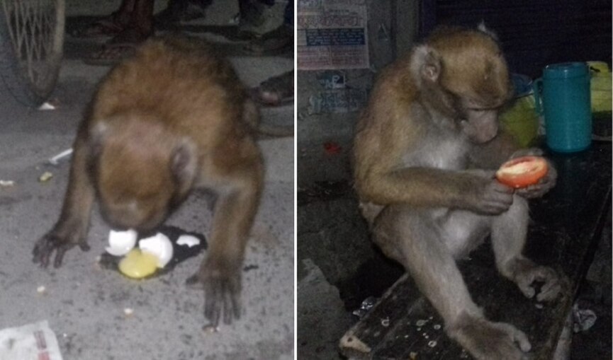 ডিম চুরি করে কুসুম খাচ্ছে, আবার কখনও টমেটো! বাঁদরের দৌরাত্ম্যে নাজেহাল মালাবাজারবাসী