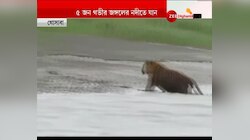 গভীর জঙ্গলে ঢুকতেই বাঘের আক্রমণ, গুরুতর জখম মত্সজীবী