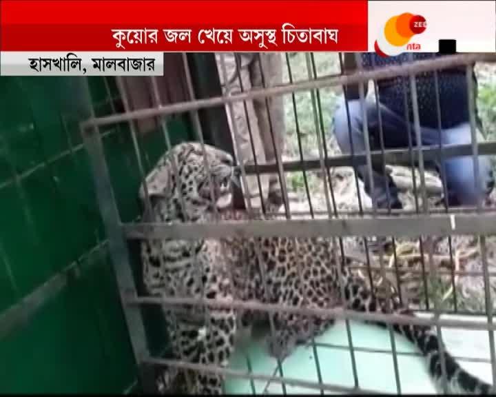 Forest Department rescues Cheetah from well