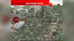 রয়্যাল বেঙ্গল সাফারিতে বাঘভর্তি এনক্লোজারে বিগড়ে গেল গাড়ি