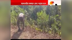 গ্রামের পাশের জঙ্গলে তাঁর পায়ের ছাপ, ঘুম উড়েছে বাঁকুড়ার মেলাড়া, লাগদার বাসিন্দাদের