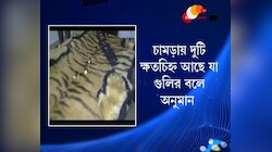 কলকাতায় বিক্রির পরিকল্পনাতেই আনা হয়েছিল বাঘছালটি, মিলল দুটি গুলির ক্ষত চিহ্নও