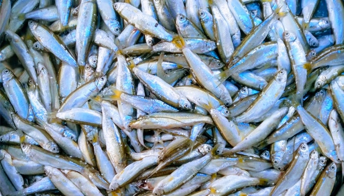 In winter season lack of Boroli fish increasing in Gojoldoba | ঠান্ডায় 'বেপাত্তা' বোরোলি, মাথায় হাত হোটেল মালিক থেকে আমজনতা