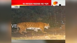 নেওড়া ভ্যালির জঙ্গলে ফের দেখা মিলল বাঘের