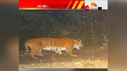 রয়্যাল বেঙ্গল টাইগারের দেখা মিলল নেওড়া ভ্যালির জঙ্গলে
