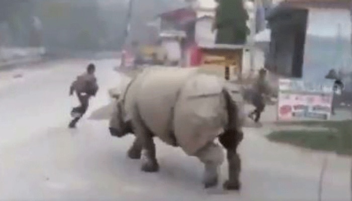 লকডাউনে বন থেকে বেরিয়ে সোজা রাস্তায় গন্ডার, তাড়া করছে মানুষজনকে, দেখুন