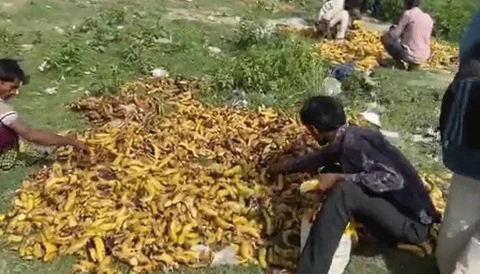 খিদের জ্বালায় শ্মশান থেকে পঁচা কলা কুড়িয়ে খাচ্ছেন পরিযায়ী শ্রমিকরা, মর্মান্তিক ছবি