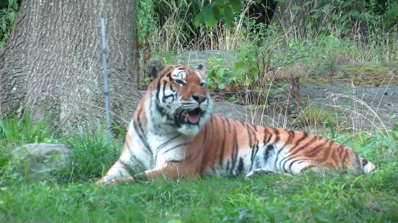 Seven more big cats tested Covid-19 Positive in Bronx Zoo