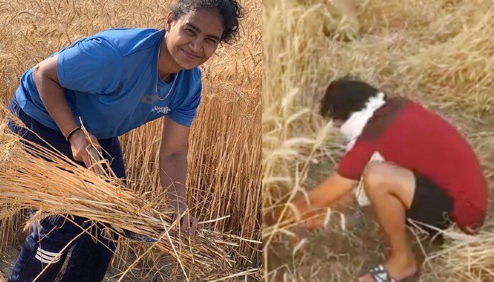 ধান কাটতে মাঠে নামলেন ভারতীয় হকি দলের তারকা, গম ক্ষেতে বক্সিং চ্যাম্পিয়ন