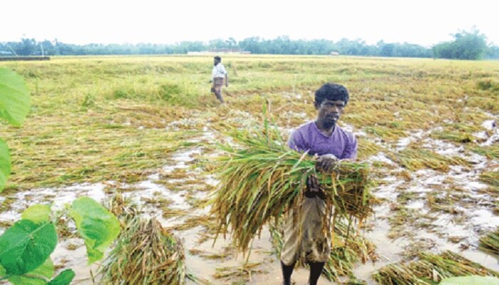 কালবৈশাখী, শিলাবৃষ্টিতে নষ্ট বিঘার পর বিঘা ধান, লকডাউনে চিন্তার ভাঁজ চাষিদের