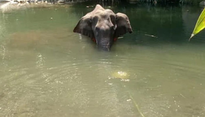 আনারসে বিস্ফোরক ভরে খাইয়েছিল মানুষ, দিনের পর দিন যন্ত্রণায় ছটফট করেছিল সেই গর্ভবতী হাতি