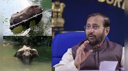 "হাতিটির খুনিদের কড়া শাস্তি দেওয়া হবে," কেরলের তদন্তের রিপোর্ট তলব কেন্দ্রের