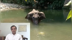 গর্ভবতী হাতির মৃত্যু নিয়ে শুরু রাজনীতি! স্মৃতি ইরানির নিশানায় রাহুল গান্ধী