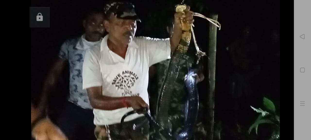 King Cobra recovered