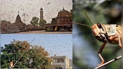 গুরুগ্রামে পঙ্গপালের হানা, ফরিদাবাদ দাপিয়ে যোগী রাজ্যের দিকে রাক্ষুসে পতঙ্গের দল