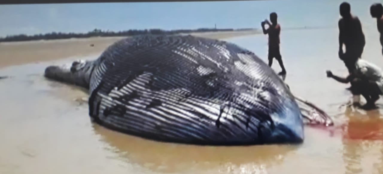 Whale in Mandarmani