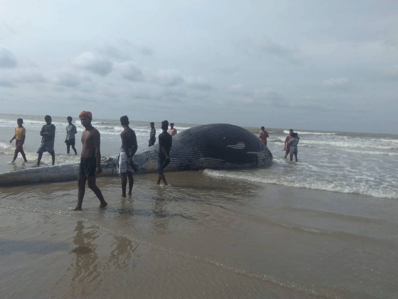 Whale in Mandarmani