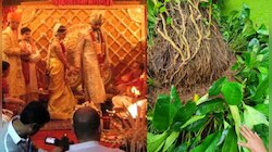 ভাঙল 'প্রতীক্ষা'র ৪৩ বছরের পুরনো গুলমোহর গাছ, এর নীচেই বিয়ে হয়েছিল অভিষেক-ঐশ্বর্যর 
