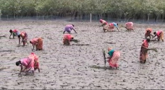  ভাঙন প্রতিরোধে ৫ কোটি ম্যানগ্রোভ লাগানোর কাজ শুরু হল সুন্দরবনে 