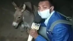 এখনও যাঁরা মাস্ক পরছেন না তাঁদের সবক শেখালেন এই সাংবাদিক, নিলেন 'গাধা'র ইন্টারভিউ