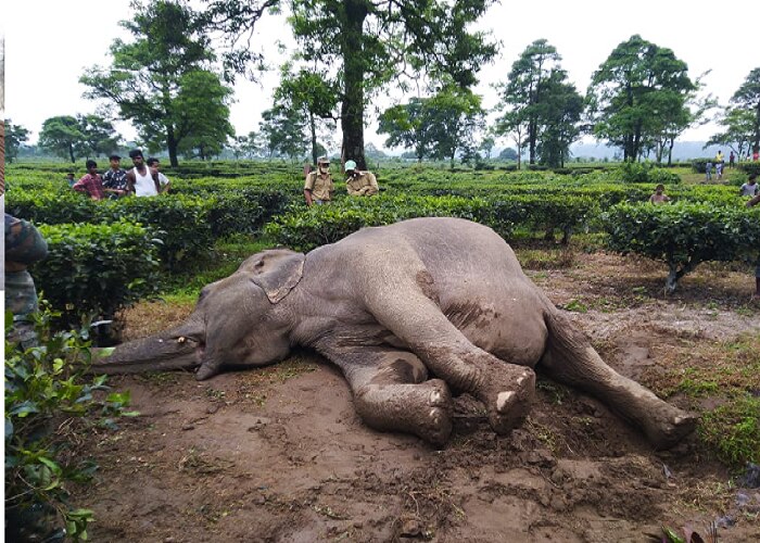 শরীরে নেই কোনও ক্ষতচিহ্ন, ফের এক পুরুষ হাতির মৃত্যু মালবাজারে