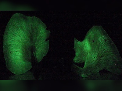 Qattiq politsiya porno