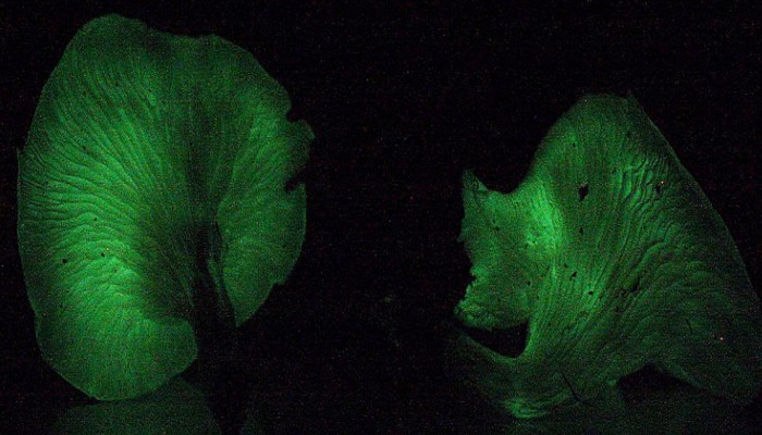 Sport erotik fon rasmi Qattiq politsiya porno