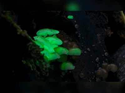 Brunette uning qin ichida sperma oladi