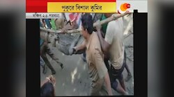 পুকুরে বিশাল কুমির, উদ্ধার হল Patharpratima-য়, পুকুরে জল সেঁচে ফেলা হয়,কুমির উদ্ধার করে Forest Dept।