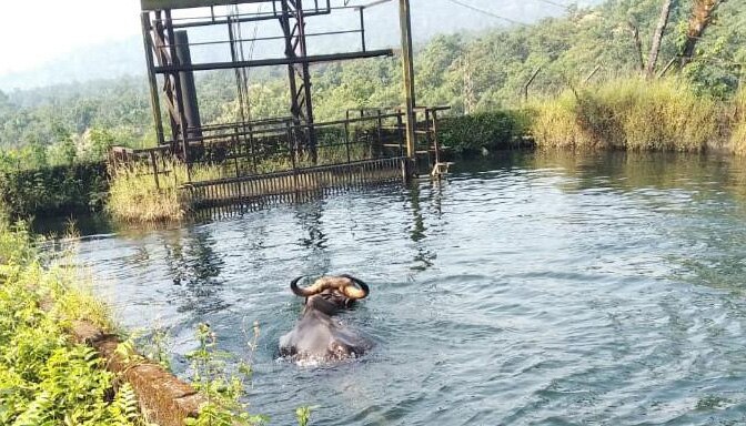 নেওড়া রেঞ্জের ক্যানেলে জলবন্দি বাইসন 