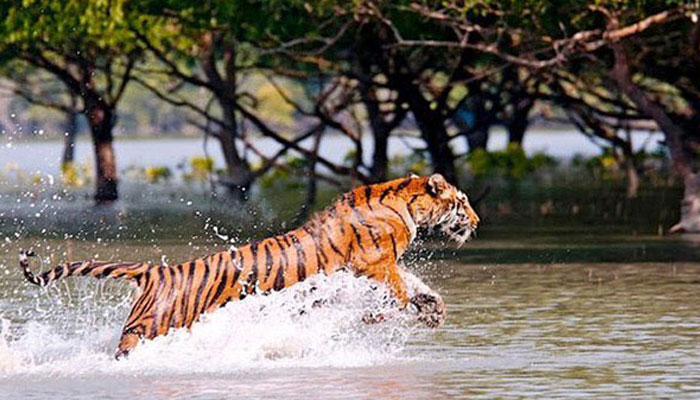 প্রাণ বাঁচাতে বাঘের সঙ্গে দীর্ঘক্ষণ মারপিট, তবু শেষরক্ষা হল না