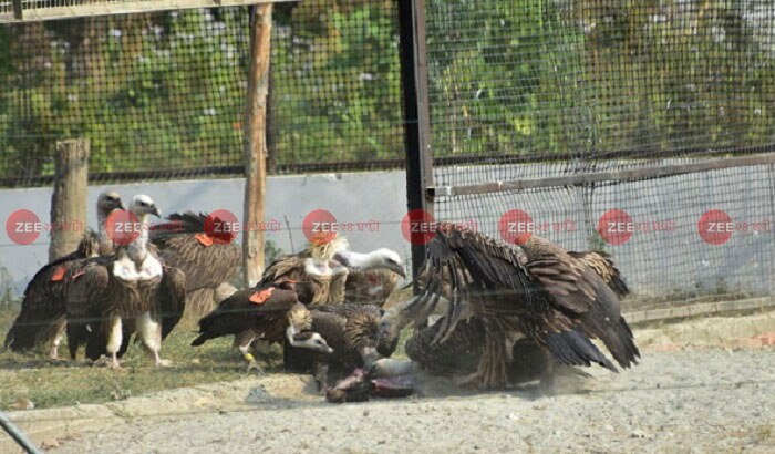 বিশ্বে বেঁচে মাত্র ১০০০ King Vulture! সংরক্ষণের উদ্দেশ্যে রাজাভাতখাওয়ায় হবে প্রজনন