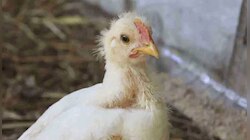 এই প্রথম মানুষের শরীরে হানা দিল Bird Flu ভাইরাস, সাতজন আইসোলেশনে