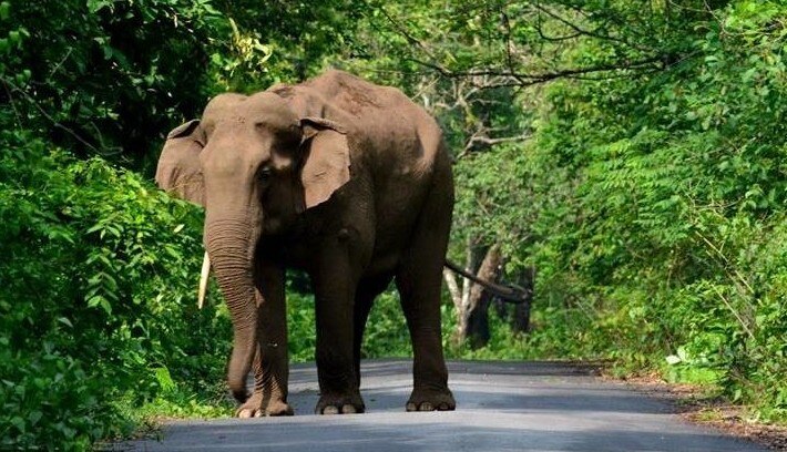 ফের দাঁতালের হানা ডুয়ার্সে, তছনছ এলাকা