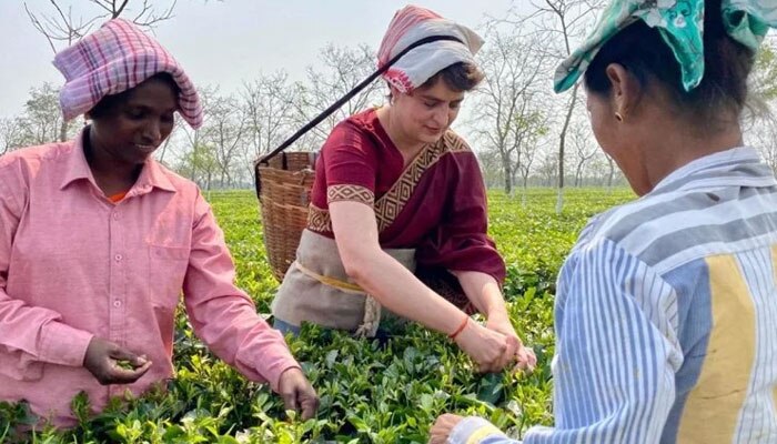 মাথায় চুপড়ি নিয়ে চা শ্রমিকদের মাঝে Priyanka Gandhi, বিজেপির অসমে অভিনব প্রচারে Congress