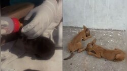 ৫০ বছর পরে আলিপুর চিড়িয়াখানায় জন্ম নিল Wild Dog