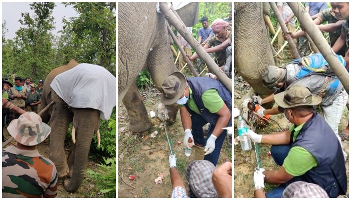 হাতির পায়ে গেঁথে গিয়েছে শিকল, উদ্ধার করে দ্রুত চিকিৎসা