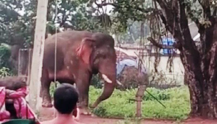 বৃষ্টিবিঘ্নিত ঝাড়গ্রাম জেরবার হাতির উপদ্রবে