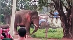 বৃষ্টিবিঘ্নিত ঝাড়গ্রাম জেরবার হাতির উপদ্রবে