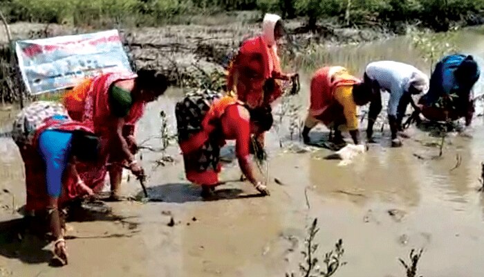 ইয়াসে তছনছ এলাকা, গ্রাম বাঁচতে ম্যানগ্রোভ চারা রোপণে এগিয়ে এলেন ঝড়খালির মহিলার