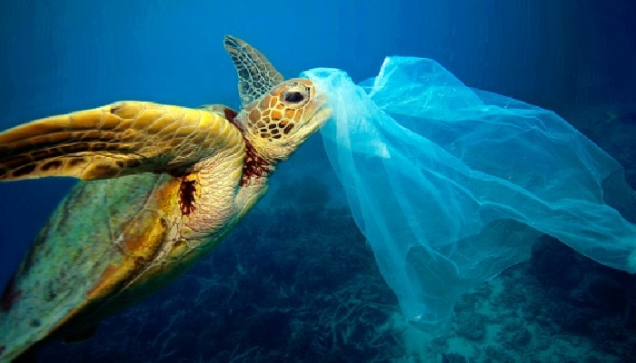 International Plastic Bag Free Day: সার্থক হোক প্লাস্টিকমুক্ত সবুজ পৃথিবীর স্বপ্ন  