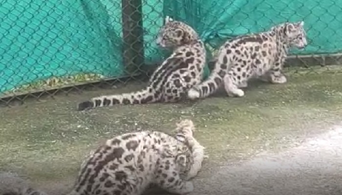 আগামি সপ্তাহে বয়স ৩ মাস পূর্ণ হচ্ছে Darjeeling Zoo-র ৩ Snow Leopard শাবকের 