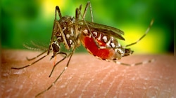 এপ্রিলেই ভয়াবহ আকার নিয়েছে Zika Virus, কোভিডের জন্য পরীক্ষাই হয়নি, জানালেন চিকিৎসকরা