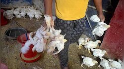  নয়া আতঙ্ক! ভারতে Bird Flu-তে আক্রান্ত হয়ে মৃত্যু ১২ বছরের কিশোরের