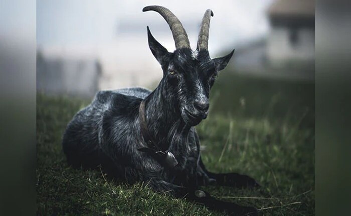 What does Goat look like?