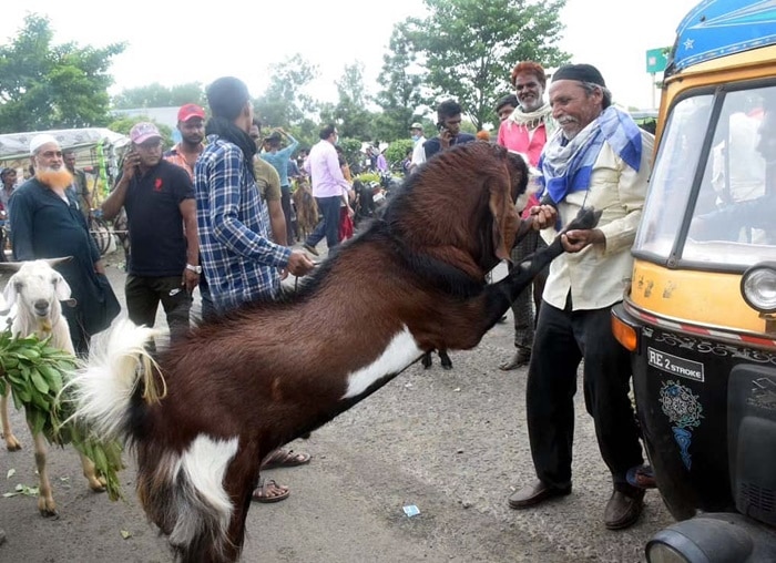 surprised goats look and price 