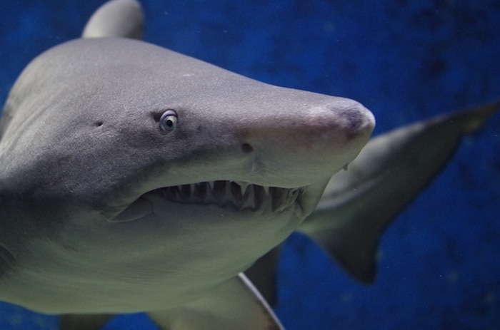 Height Of Shark: আয়তনেও সুবৃহৎ প্রজাতি