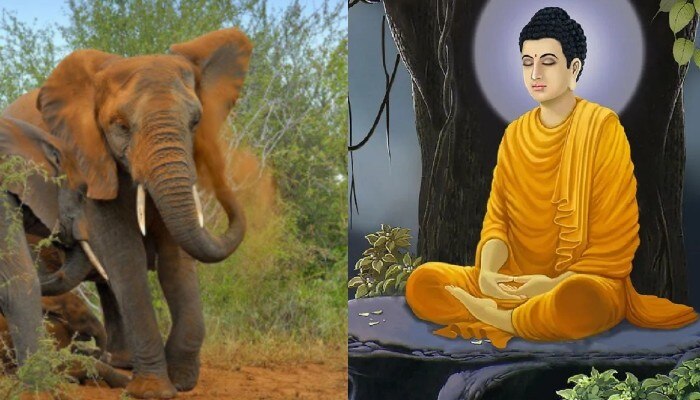 elephant in lord buddha sayings