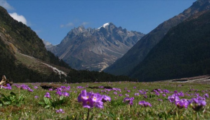 open Yumthang Valley in Lachung village for tourists